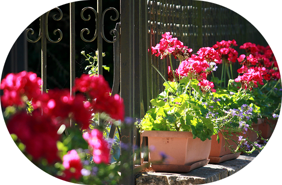 elevage-plein-air-canard-france